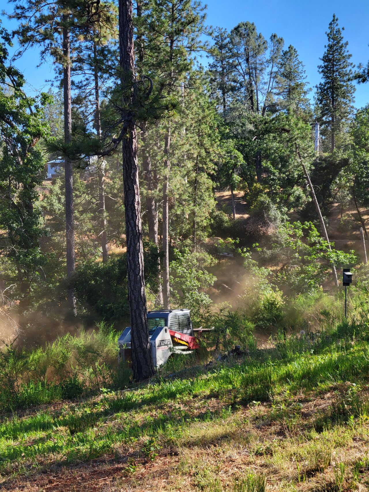 Tree Service Auburn CA Sindt Tree Service