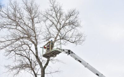 When and Why Tree Removal is Necessary