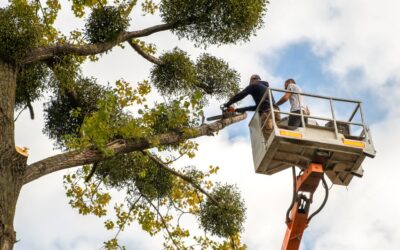 Expert Tree Trimming Service for a Beautiful Landscape