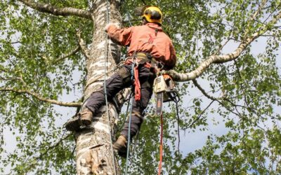 Transform Your Property with Professional Tree Trimming