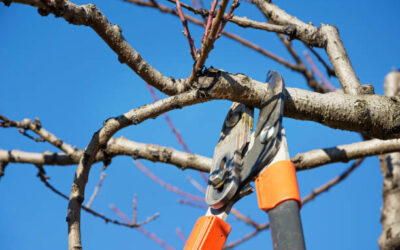 Tree Pruning Services for a Flourishing Landscape