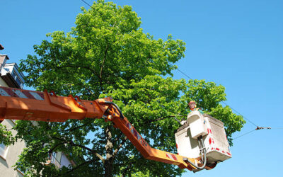 Tree Trimming Service for a Stunning Yard