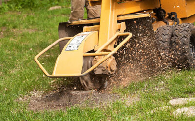 Why Stump Grinding Service is Crucial for Preventing Hazards