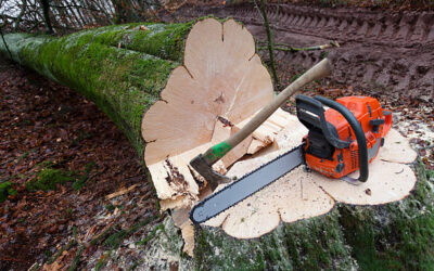 Why Stump Removal Service is a Wise Investment for Your Property