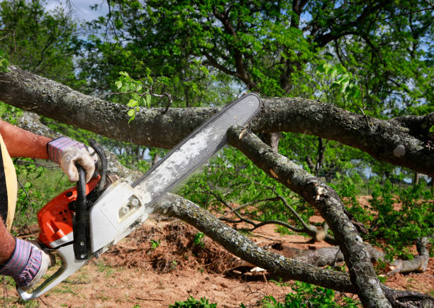 How To Negotiate Tree Removal
