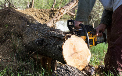 What Kind Of Insurance Should Tree Service Have