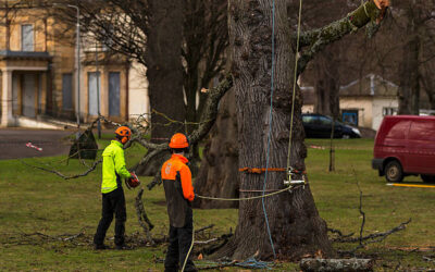 Tree Trimming Tips for Every Season: Maintaining Healthy Trees Year-Round