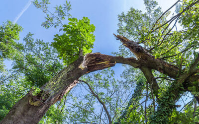 The Role of Certified Arborists in Professional Tree Removal Services