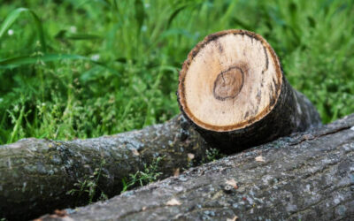 Exploring the Benefits of Hiring a Licensed and Insured Tree Removal Company