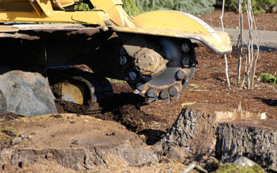 What Is Stump Grinding, and Why Is It Recommended After Tree Removal?