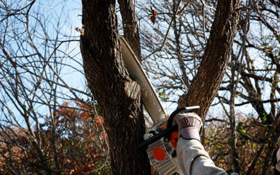 Is Emergency Tree Service Available for Commercial Properties?