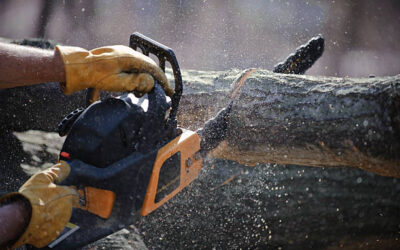 What Safety Measures Are in Place During Tree Cutting Services?