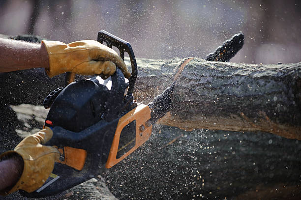 What Safety Measures Are in Place During Tree Cutting Services?