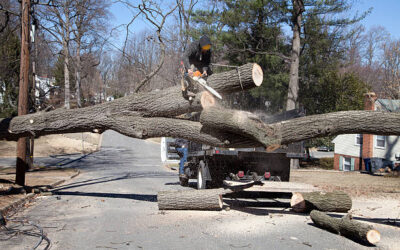 How Does Commercial Tree Removal Differ From Residential Tree Removal?