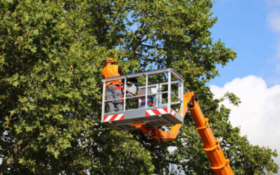 Common Tree Service Hazards and How to Mitigate Them