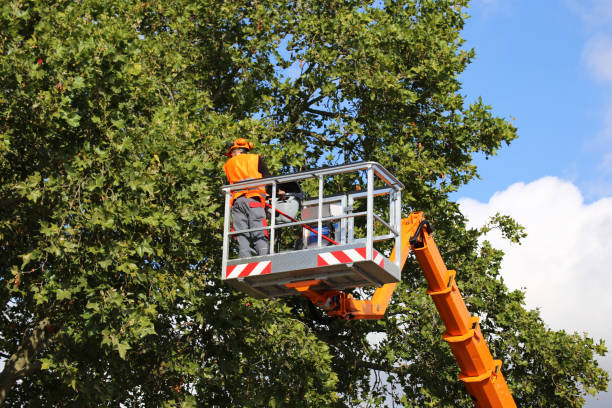 Common Tree Service Hazards and How to Mitigate Them