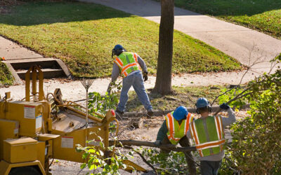 Sustainable Practices in Tree Care and Removal