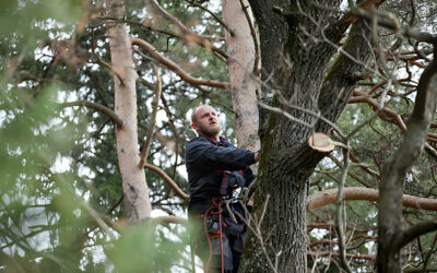 What Tree Services Are Essential for Proper Tree Care