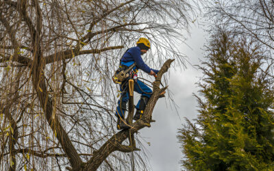 What to Consider Before Attempting DIY Tree Removal
