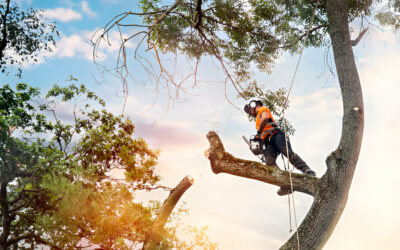 How Professional Tree Pruning Can Benefit Your Trees