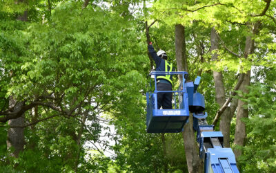How to Identify and Treat Common Tree Diseases