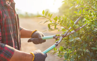 How to Prune Trees for Optimal Health and Growth