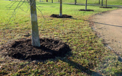 How to Mulch Around Trees Correctly