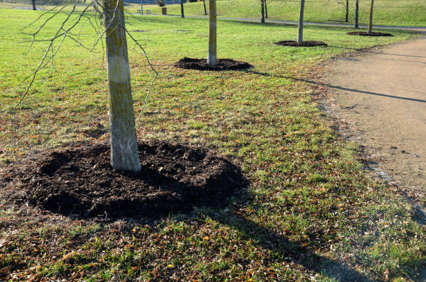How to Mulch Around Trees Correctly