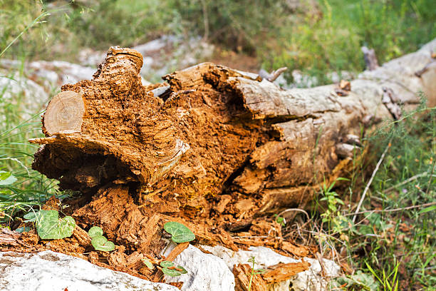 How to Deal With Tree Roots Damaging Your Property
