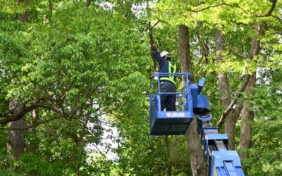 How to Safely Remove a Large Tree From Your Property