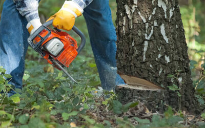 Understanding Tree Removal Permits and Legal Requirements