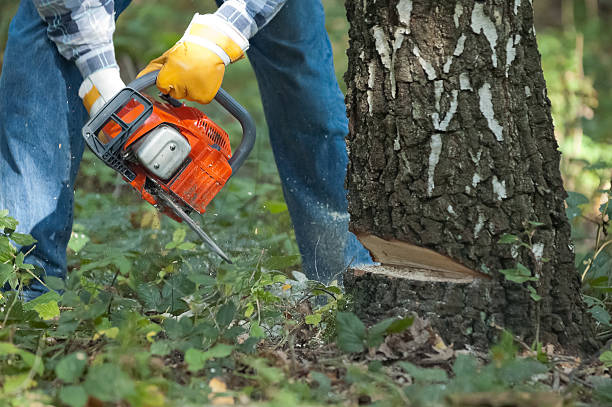 Understanding Tree Removal Permits and Legal Requirements