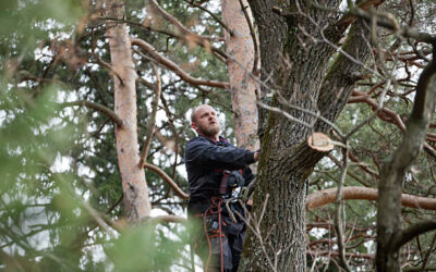 The Role of Tree Trimming in Preventing Storm Damage