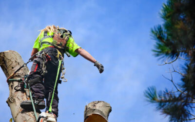 The Benefits of Tree Pruning: How Regular Maintenance Can Save Your Trees