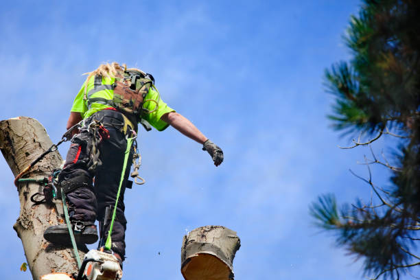 The Benefits of Tree Pruning: How Regular Maintenance Can Save Your Trees