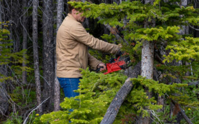 Tree Trimming for Power Line Clearance: What You Need to Know