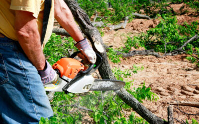 DIY Tree Trimming Vs. Hiring a Professional: Weighing the Pros and Cons