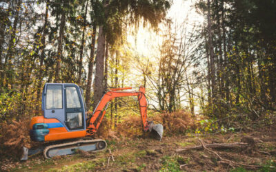 The Importance of Hiring a Licensed and Insured Tree Removal Company