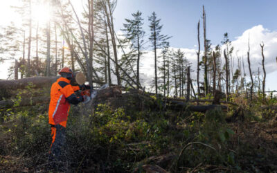 The Role of Tree Removal in Landscape Management