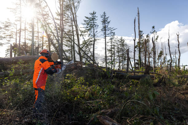 The Role of Tree Removal in Landscape Management