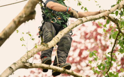 What Is an Arborist and Why You Need One