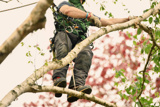 What Is an Arborist and Why You Need One