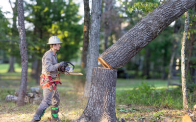 Safety Considerations for DIY Tree Removal