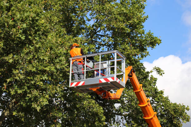 The Importance of Local Expertise in Tree Care