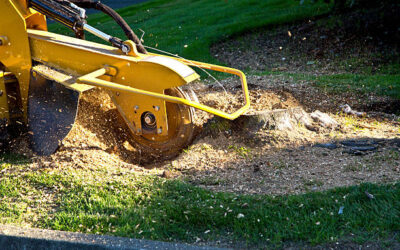 Understanding the Stump Removal Process