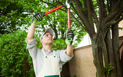 Essential Tree Care Tips for Every Season