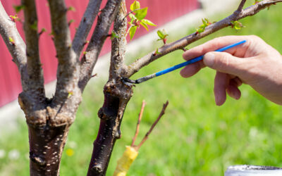 Why Hiring a Professional Arborist in Newcastle Is Essential for Your Trees