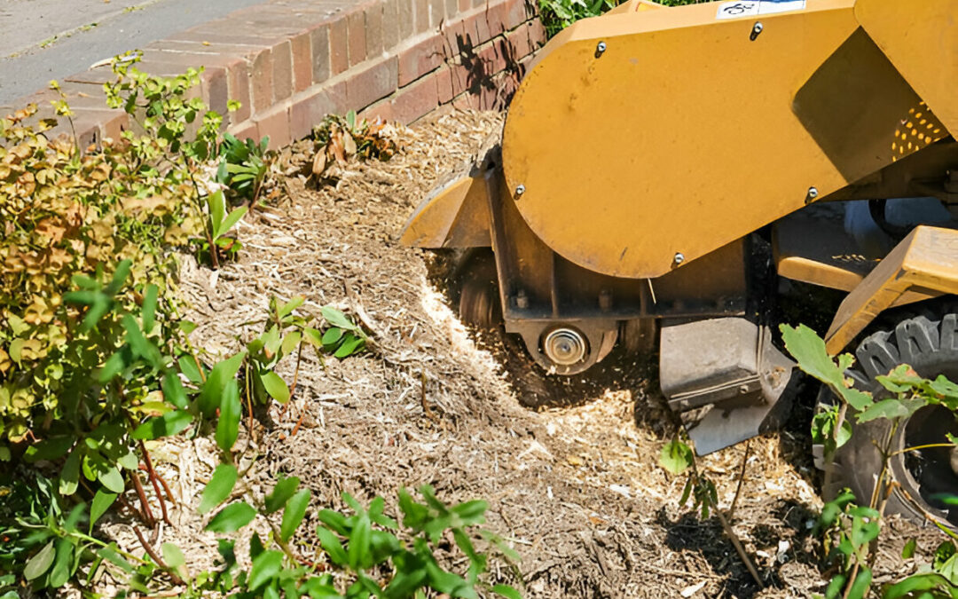 Why You Should Leave Stump Removal to the Experts