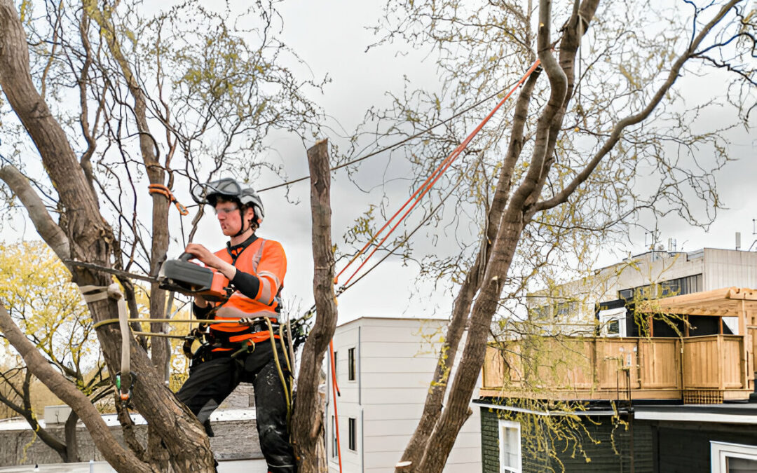 Why Tree Cutting Is Best Left to the Pros