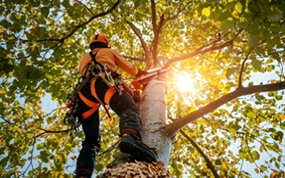 What is Tree Pruning and Why is it Important for Your Trees?